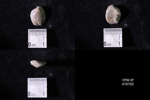 Dielasma sp.