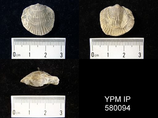 Desquamatia (Seratrypa) sp.