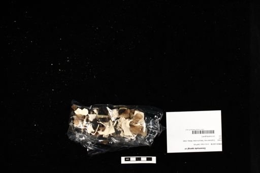 Geoemyda spengleri
