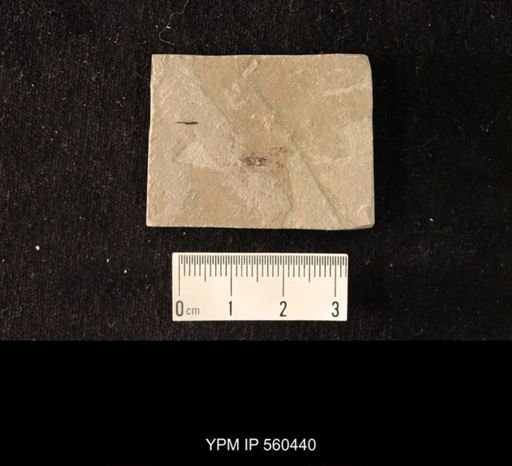 undet. Dictyopharidae