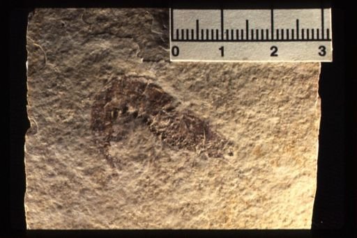 Udorella agassizi