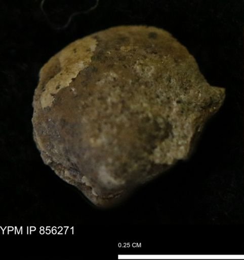 Protocardia sp.