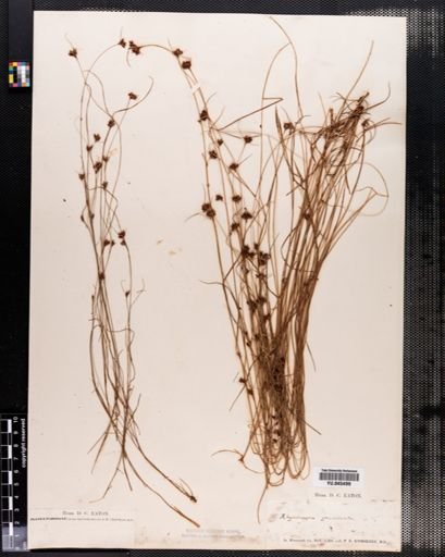 Rhynchospora gracilenta