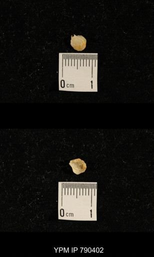 undet. Brachiopoda