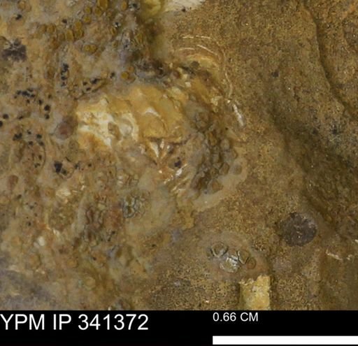 undet. Scaphitidae