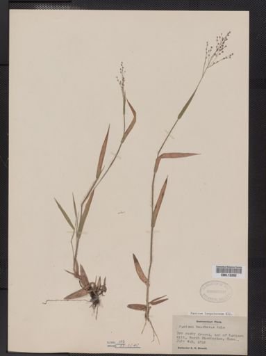Panicum lanuginosum