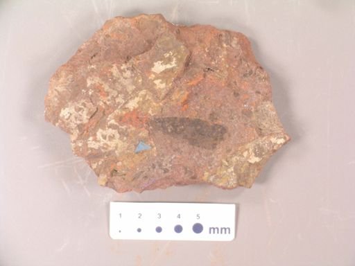 Thinnfeldia subintegrifolias