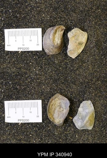 undet. Ostreidae