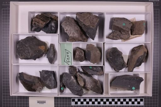 mixed taxa, stratigraphic collection