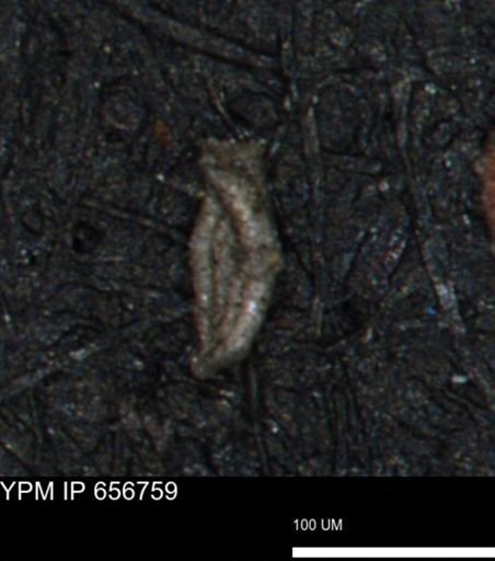 Spirolocammina planula