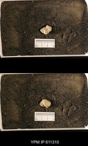 Lophospira oweni