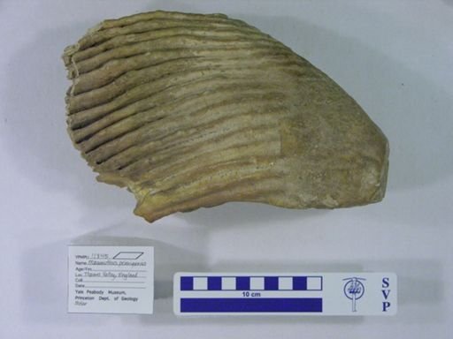 Mammuthus primigenius