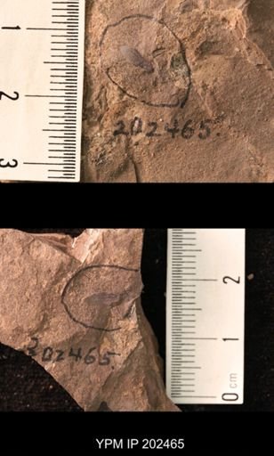 Holcoptera schlotheimi