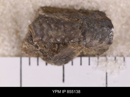 undet. Ammonoidea