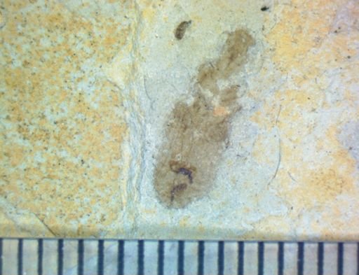 undet. Hexapoda