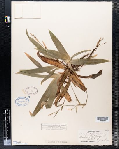 Carex platyphylla