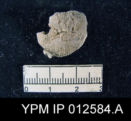 Uncinuloides guadalupensis
