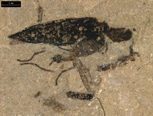 undet. Insecta