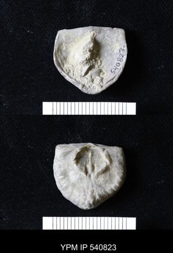 Strophomena nutans