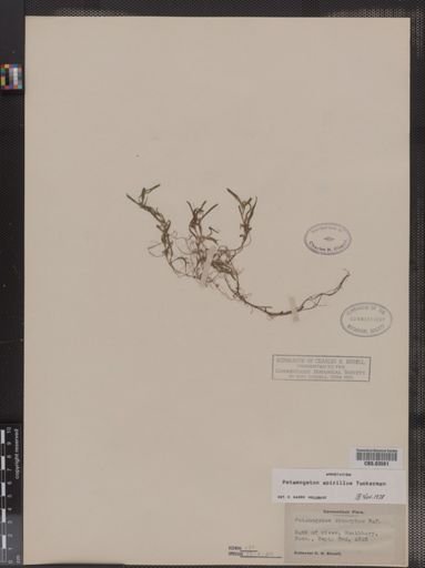 Potamogeton spirillus