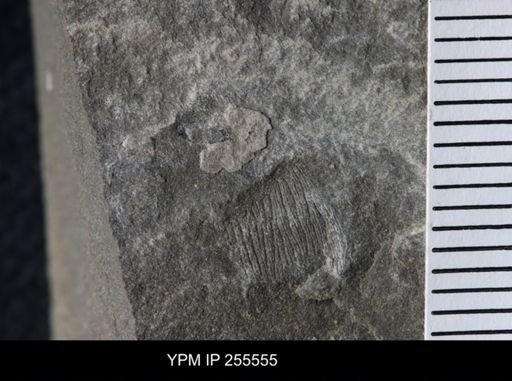 Phyllocarida