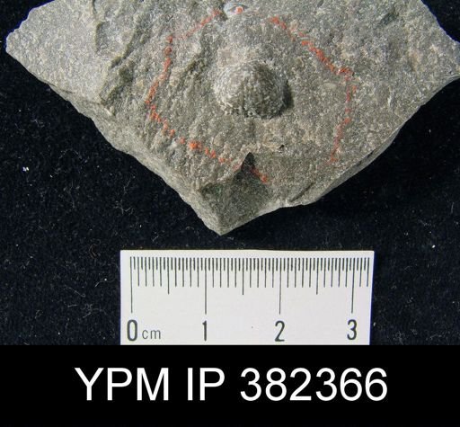 Pustula nebrascensis