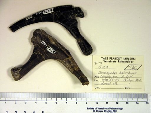Deinonychus antirrhopus