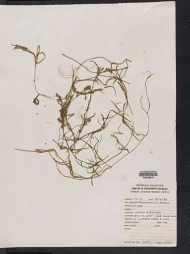 Potamogeton