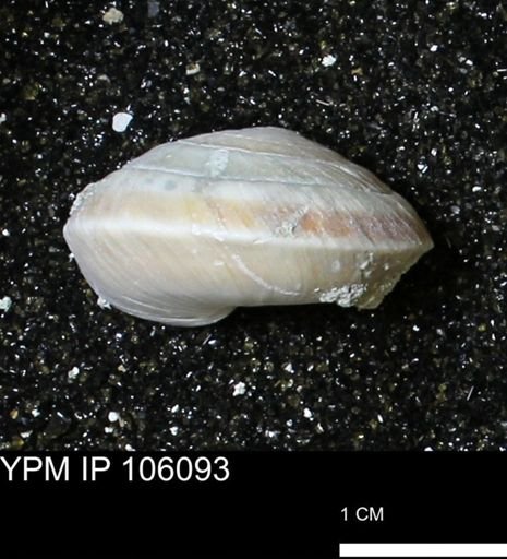 Poecilozonites bermudensis zonatus