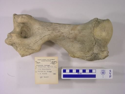 Teleoceras fossiger