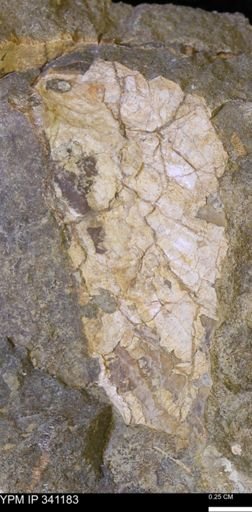 Inoceramus?