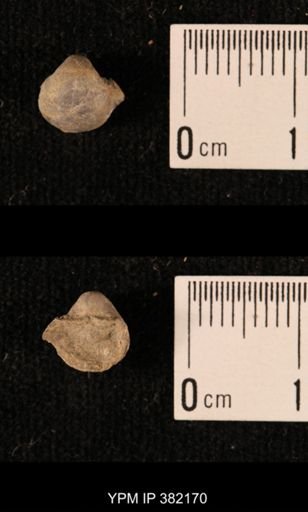 Ambocoelia planoconvexa