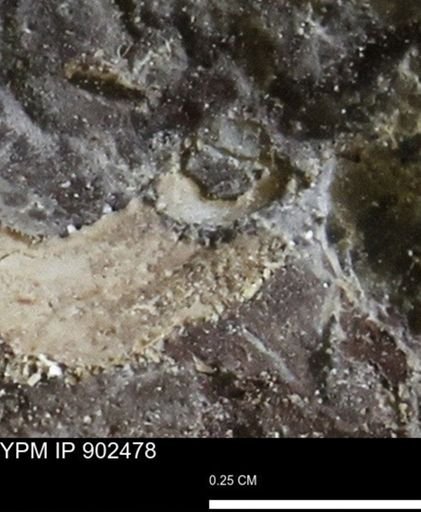 undet. Mollusca