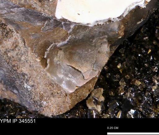 undet. Mollusca