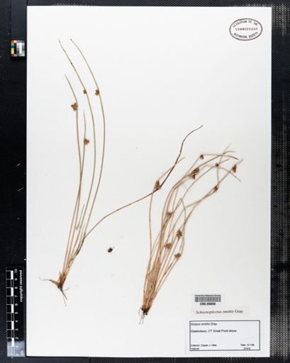 Schoenoplectus smithii