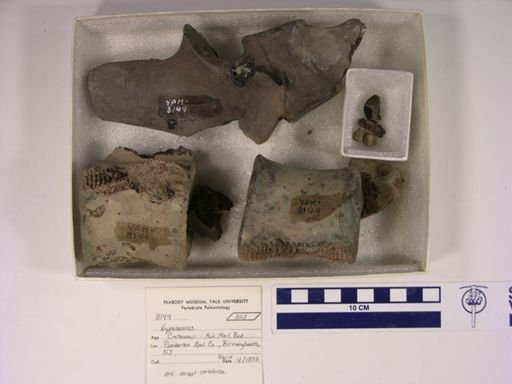 Hyposaurus sp.
