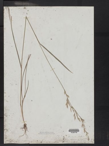 Festuca elatior