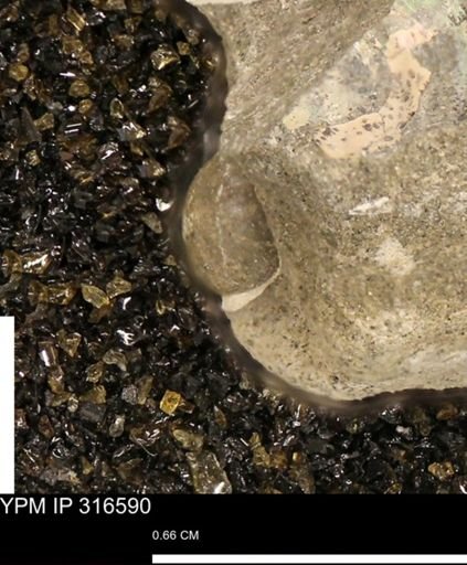 undet. Mollusca