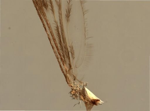 Anopheles punctipennis