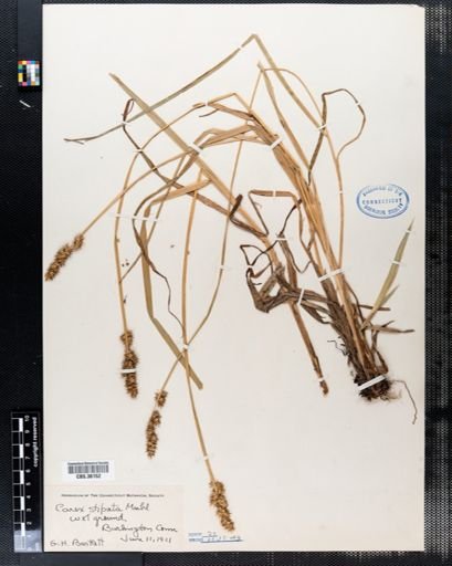 Carex stipata