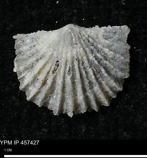 Stropheodonta sp.