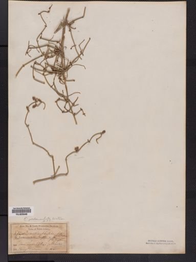 Ephedra