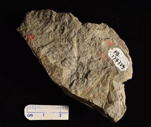 Sphenopteris sp.