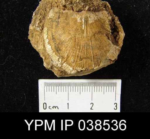 Strophomena fracta