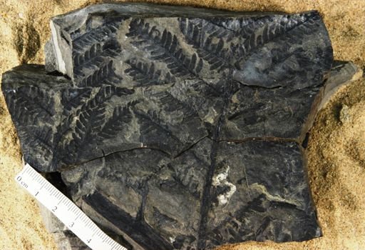 Cladophlebis methowensis