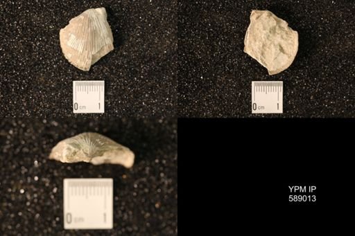Dinorthis subquadrata