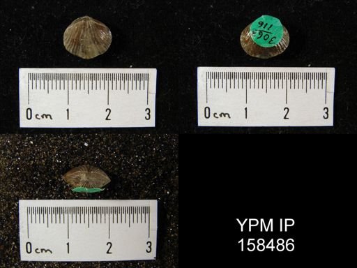 Rhynchonella glacialis
