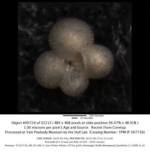 Globigerina falconensis