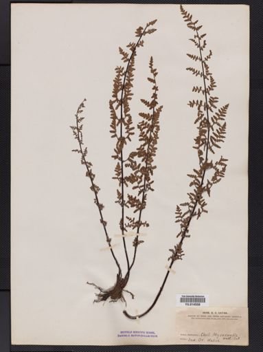 Cheilanthes