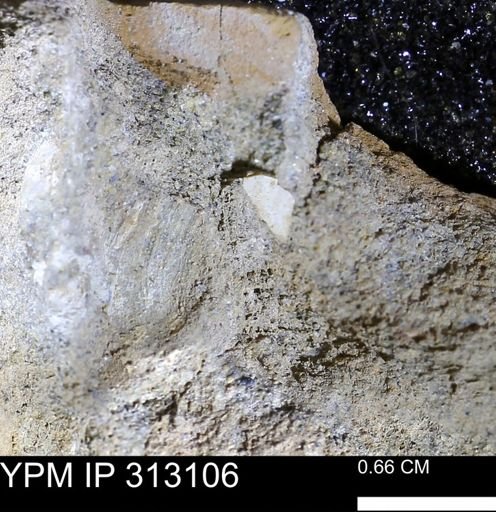 undet. Bivalvia